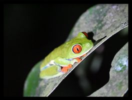 Eingerahmtes Naturbild "Costa-Rica-Laubfrosch" 20x30 cm