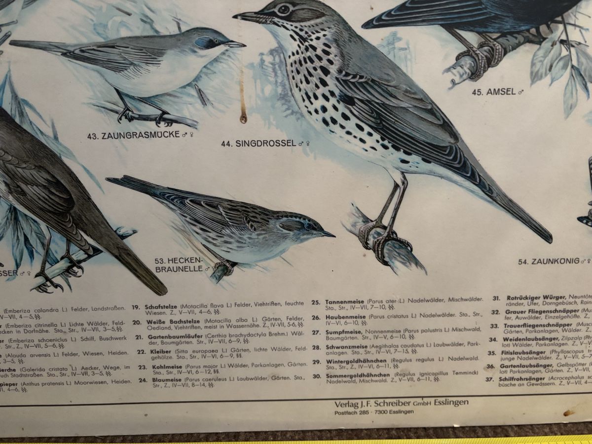Foto & Immagini: Vogeltafel mit einheimischen Singvögel – Usato da Frauenfeld venduto da Fubech 2