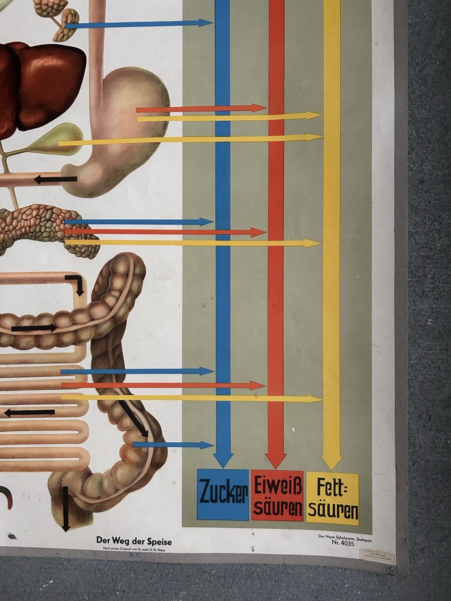 Foto & Immagini: Vintage Anatomie Schul-Plakat – Usato da zürich venduto da lis_9nv5 2