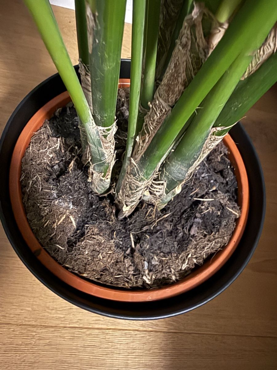 Plantes & graines: Palme Pflanze mit Topf – Neuf (Voir description) à Ennetbürgen par Colin_Flury 1