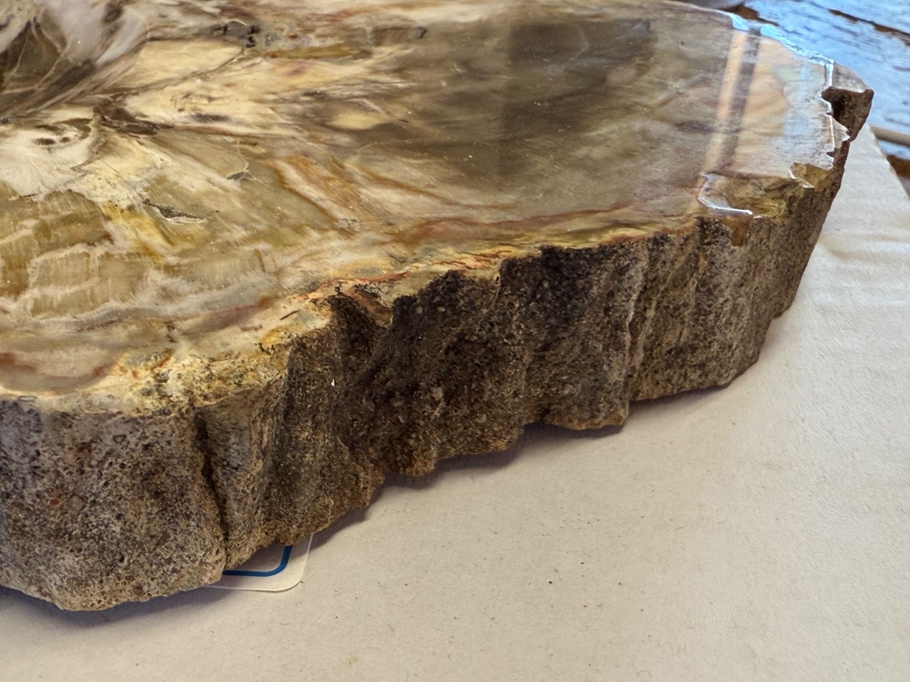 Fossili: Antiker ARAUKARIT versteinerte Holzscheibe – Usato da Bern venduto da Jwpm66 1