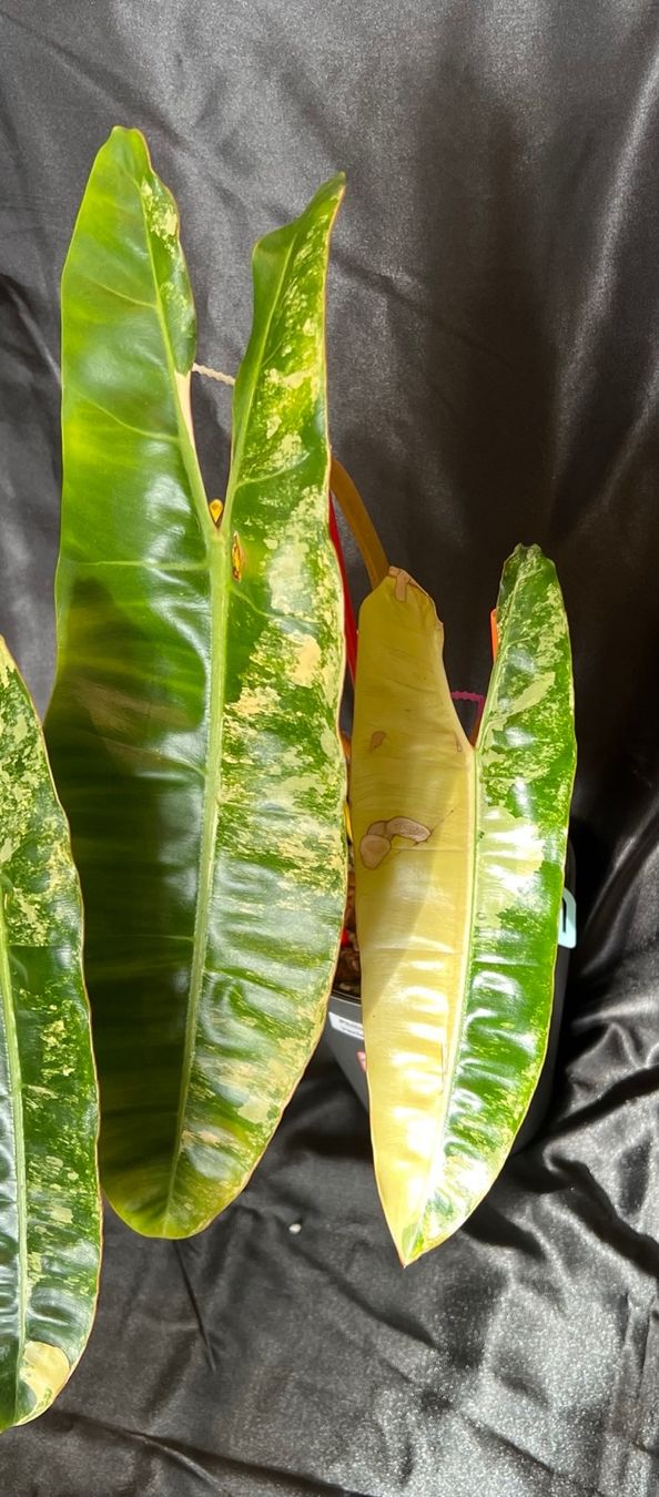 Pflanzen & Samen: Philodendron Billietiae variegated – Gebraucht aus Zofingen von Erfolg1957 1