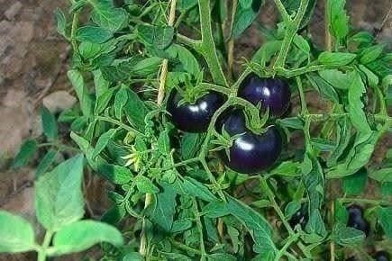 Piante & sementi: TOMATE BLEU OSU ! 15g – Nuovo (secondo la descrizione) da Bremblens venduto da FIBONACCI369 2