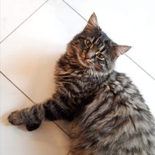 Profile image of SophieWirth