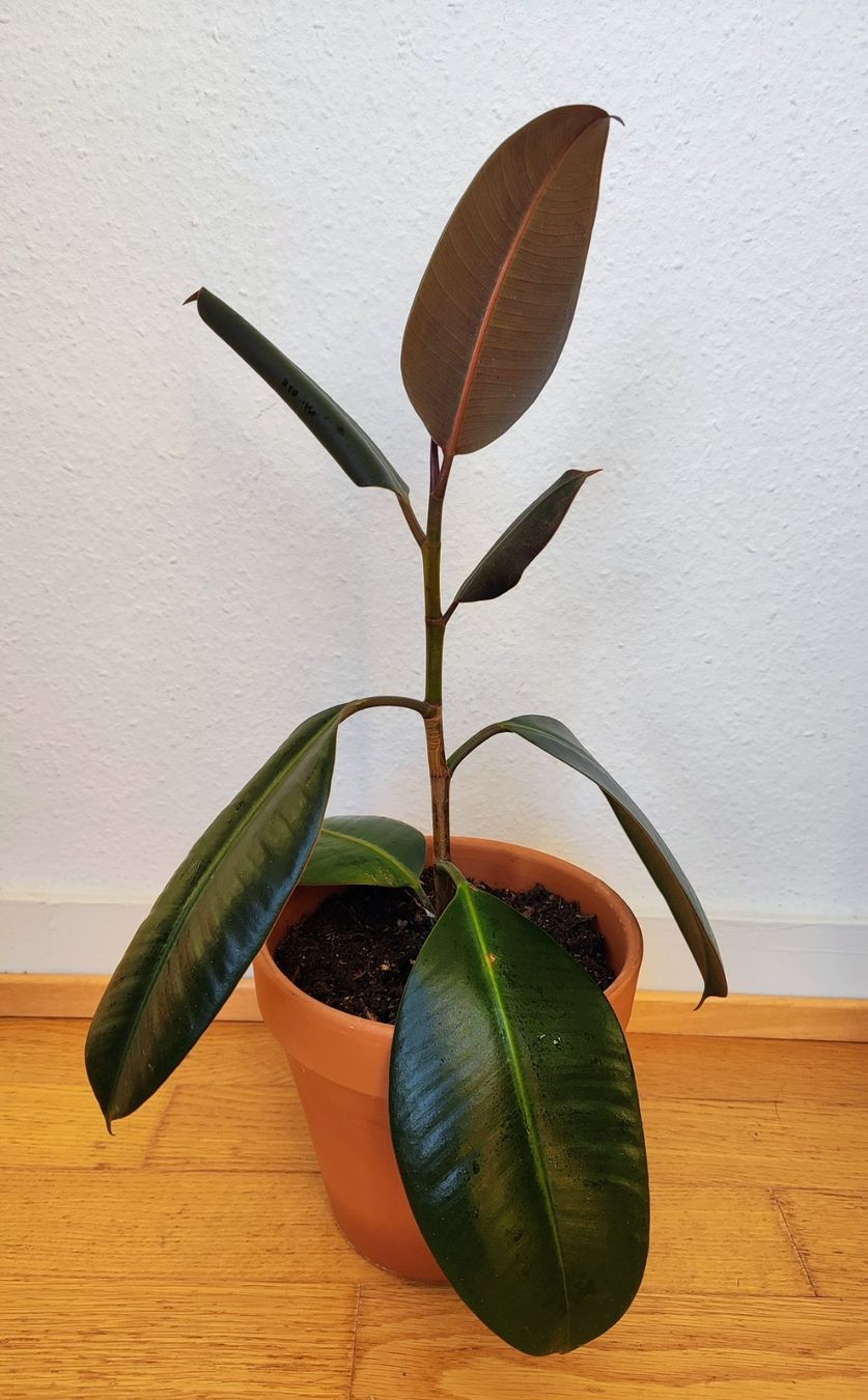 Pflanzen & Samen: Ficus Elastica – 54 cm avec pot – Gebraucht aus Carouge GE von for_8yym