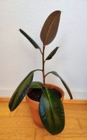Ficus Elastica – 54 cm avec pot
