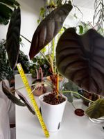 Alocasia cuprea, with lush copper leaves