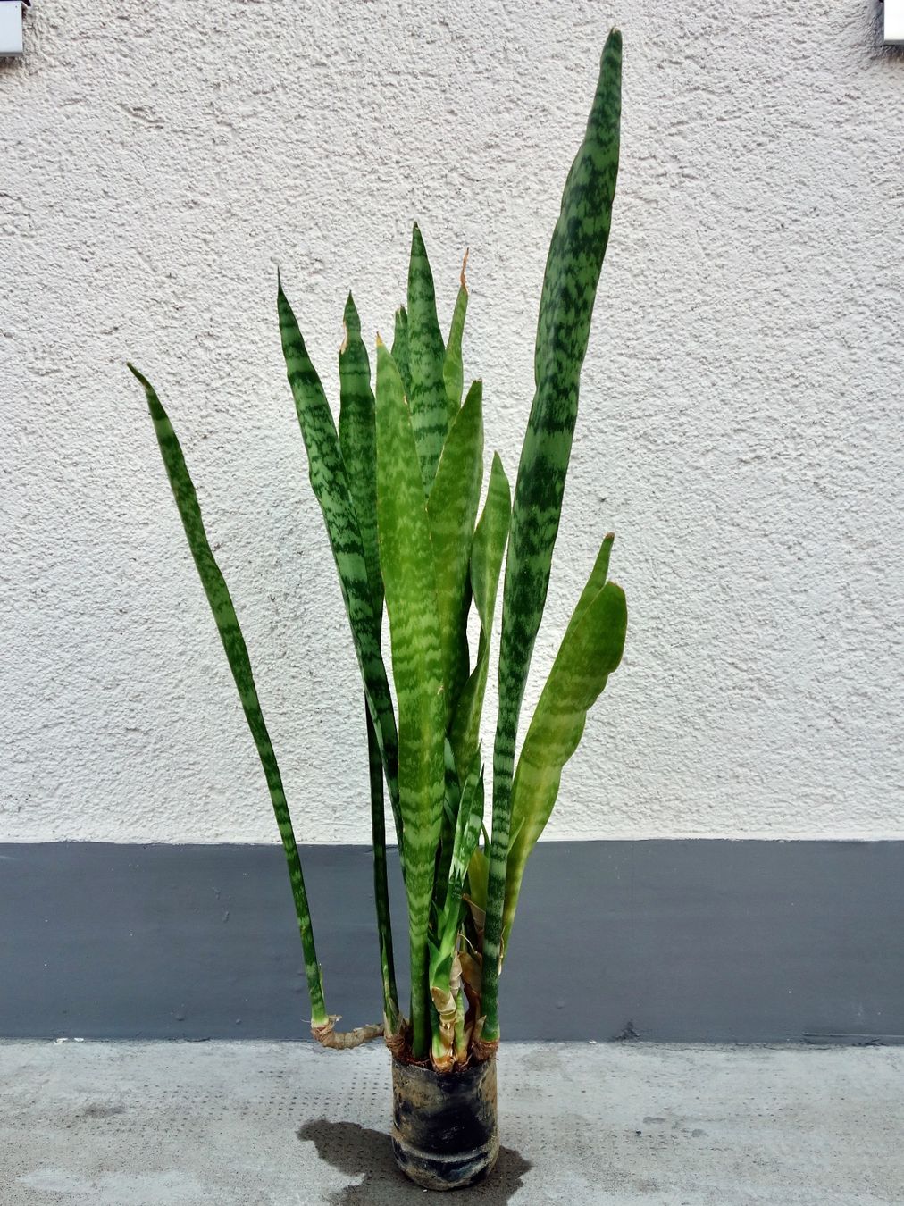 Piante & sementi: Bogenhanf Sansevieria Trifasciata – Nuovo (secondo la descrizione) da Kerzers venduto da zimmergruen