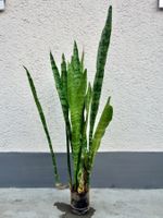 Bogenhanf Sansevieria Trifasciata