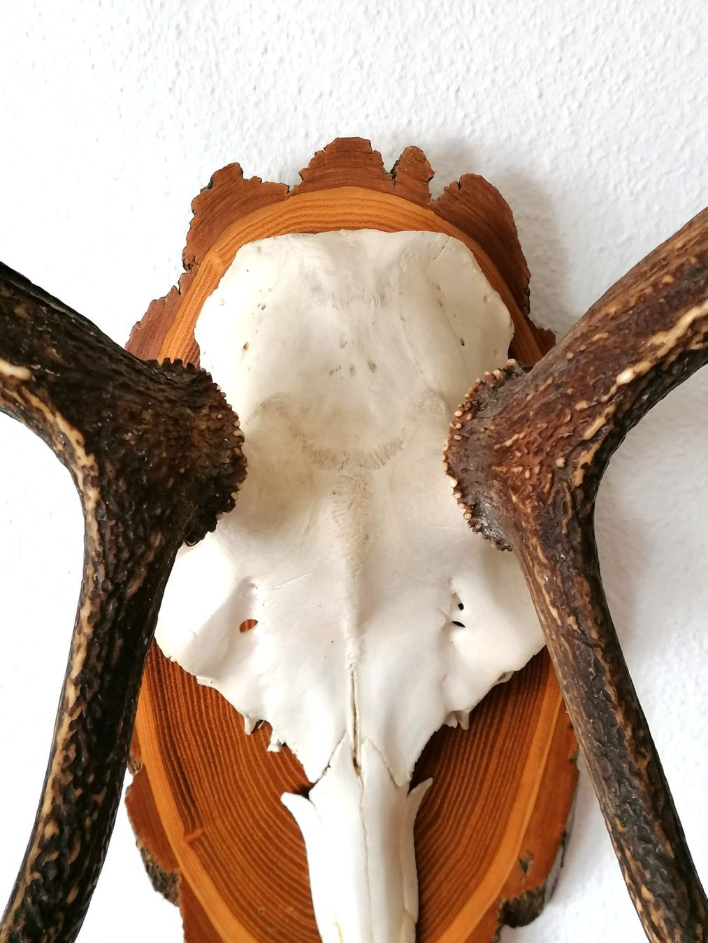 Altre raccolte & rarità: Hirsch Rothirsch Kronengeweih Geweih Trophäe – Usato da Reinach BL venduto da fliegenrolli 4