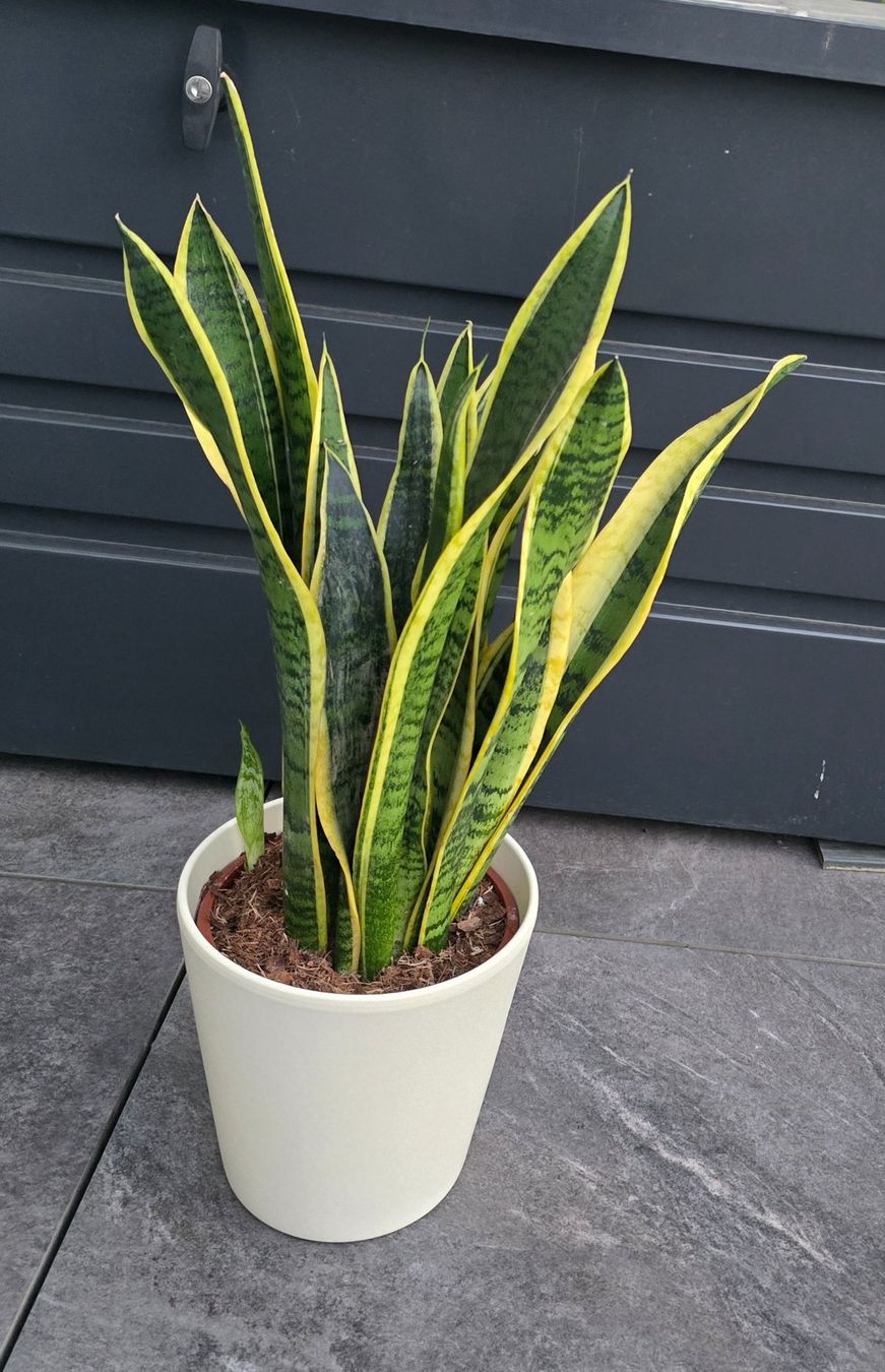 Piante & sementi: Sansevieria, Bogenhanf Zimmerpflanze mit Topf – Nuovo (secondo la descrizione) da Aarburg venduto da Glitzerschein 1