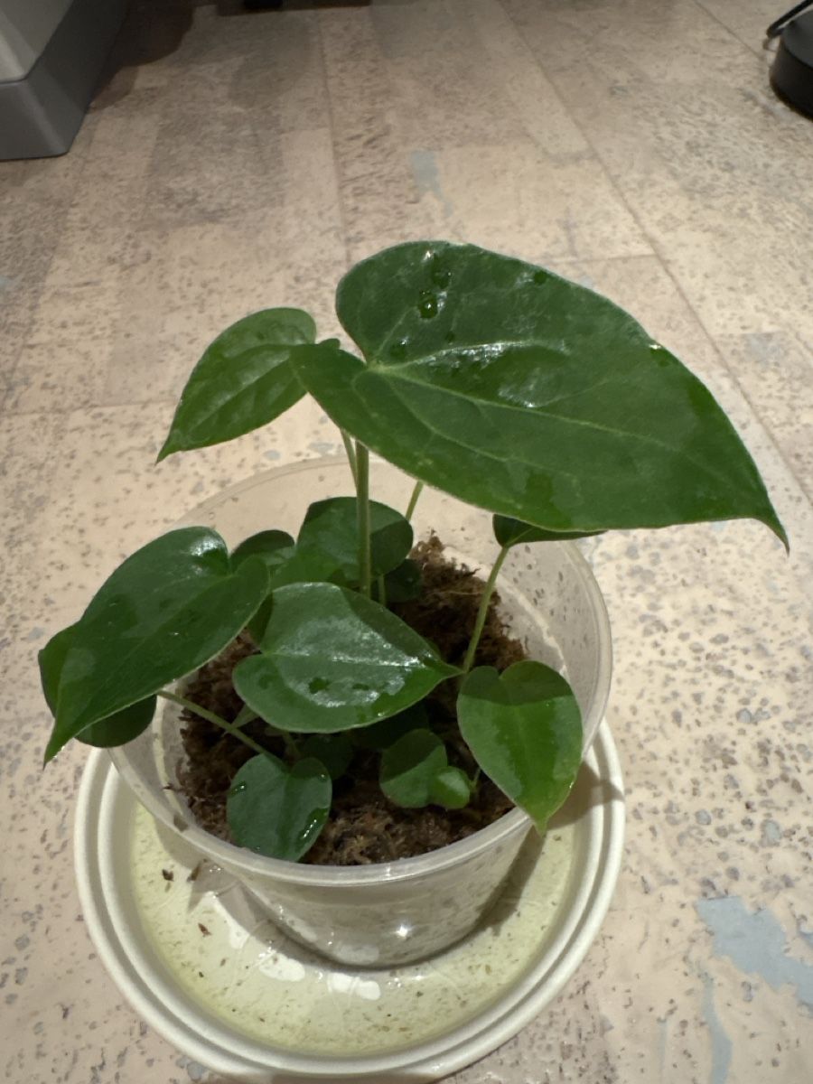 Piante & sementi: Anthurium Luxurians Hybrid – Usato da Niederbüren venduto da Monde09 1
