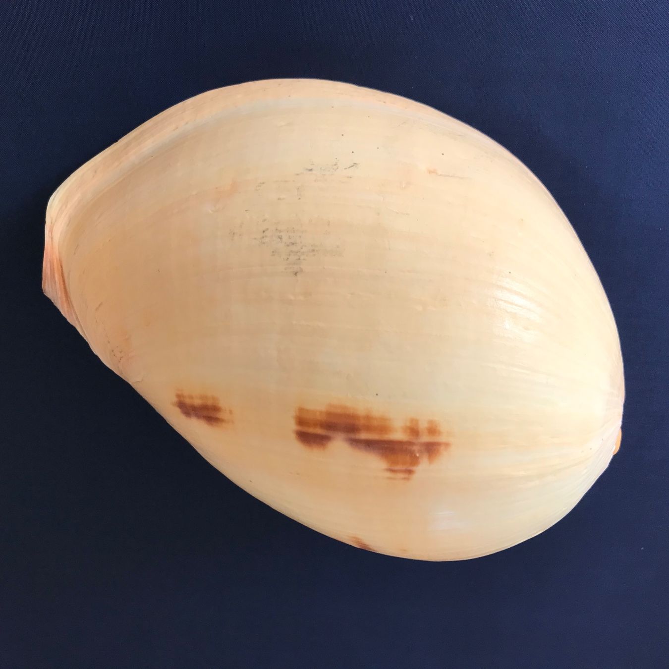 Fossili: Grosse Muschel – Usato da Hauptwil venduto da EfairB 8