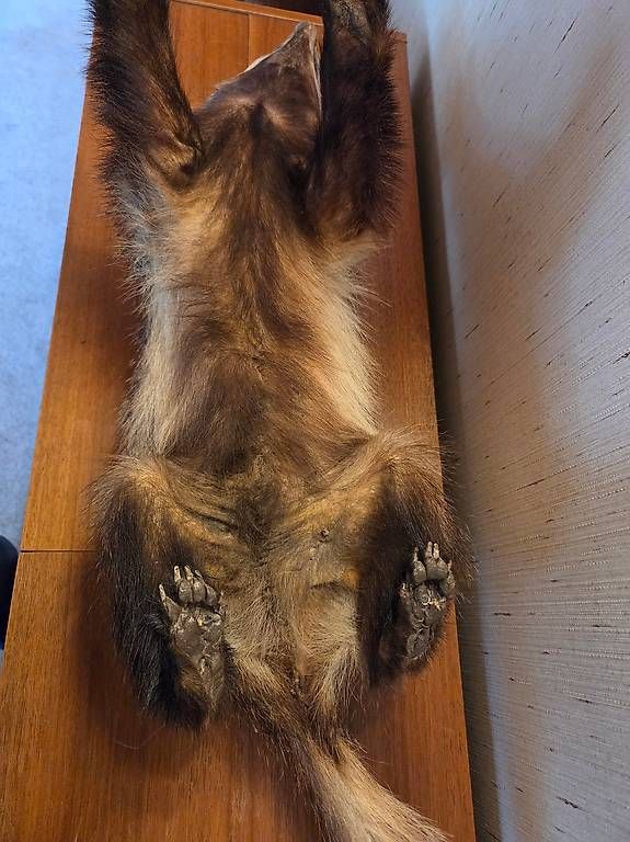 Monde des animaux: Dachspräparat – D'occasion à Zürich par linie5 3