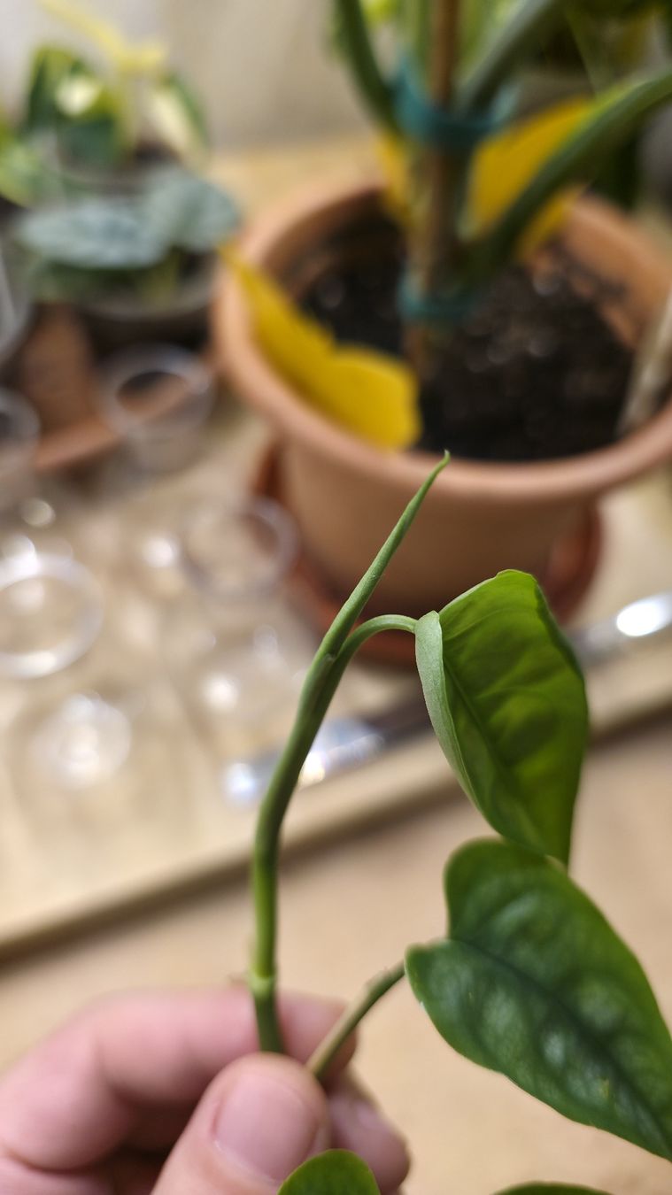 Piante & sementi: Monstera Siltepecana "gène Aurea Variegata" – Nuovo (secondo la descrizione) da Neyruz FR venduto da bry_2dg9 2