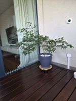 Japanischer Ahorn Topfgrösse ca. 40cm gesunde Pflanze