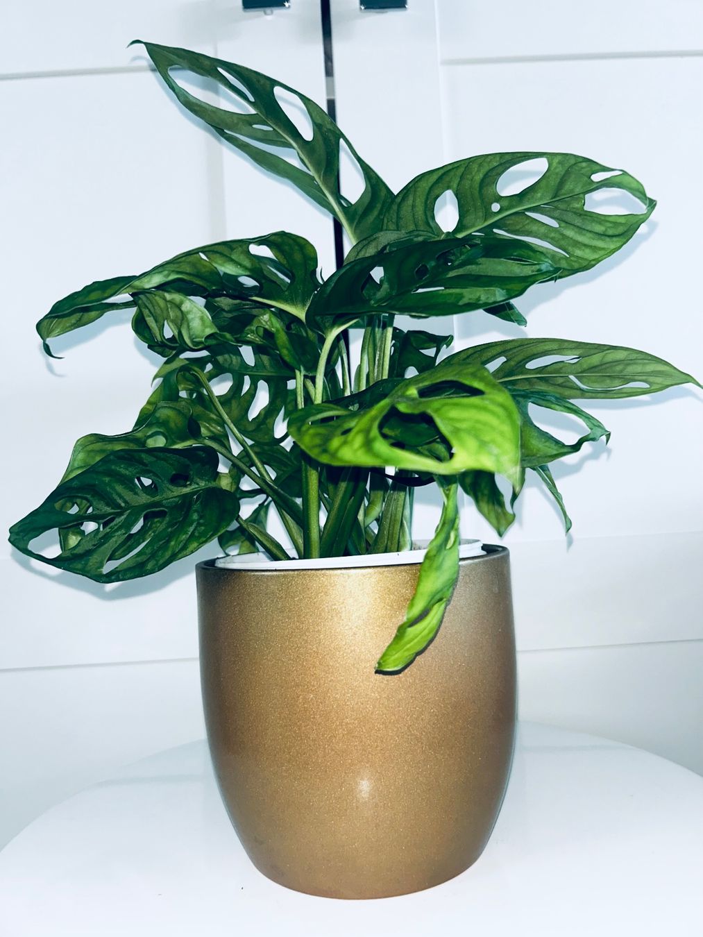 Plantes & graines: Monstera 'Monkey Leaf Monstera adansonii & ceramic cache pot – D'occasion à Kilchberg ZH par malibubeach 1