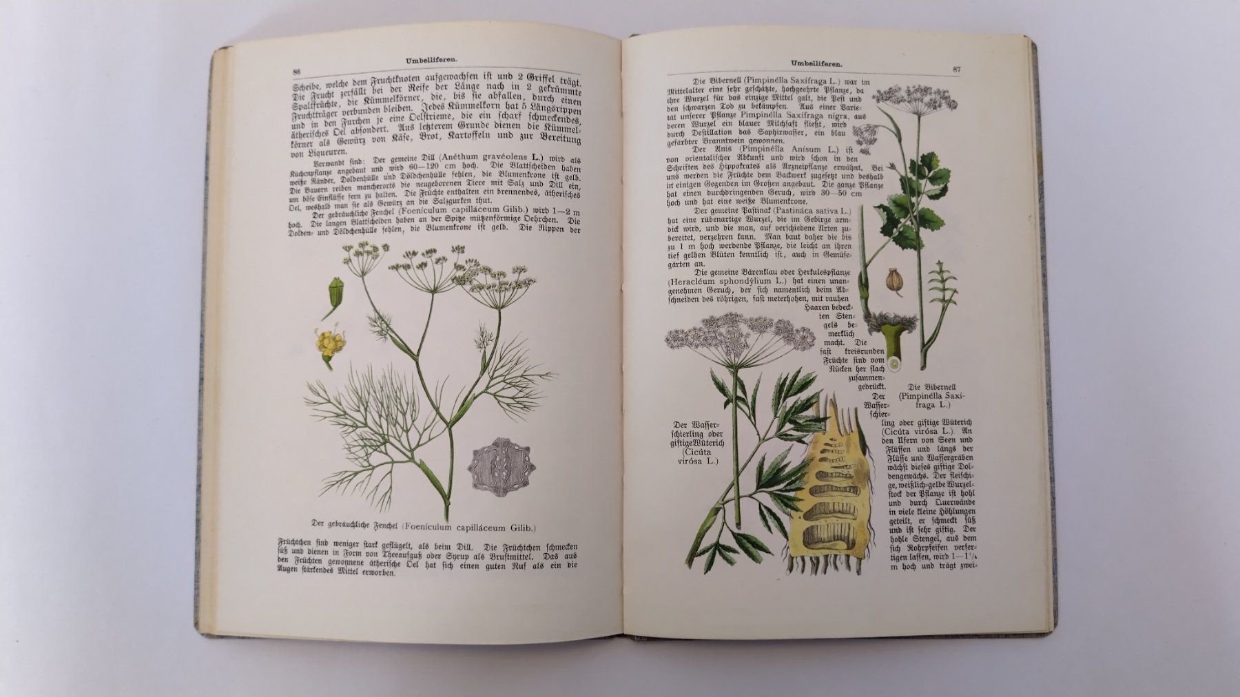 Libri: Pflanzenbuch 1900 / Ein Lehrbuch der Botanik 2. Band – Usato da Bellach venduto da JingleJerry 7