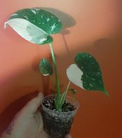 💥 RARITÄT:  Echte HALFMOON Monstera Deliciosa Thai Const.