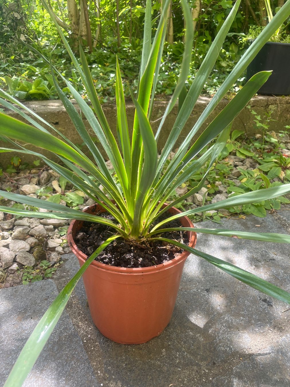 Piante & sementi: YUCCA FILAMENTOSA mit einer Blüte (ca 75 cm) – Usato da Möhlin venduto da mil_h55x 2