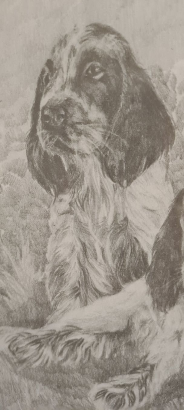 Dipinti: Tableau décoratif chiens Springer Spaniel, encadré, neuf – Nuovo (secondo la descrizione) da Prévondavaux venduto da ama_lwd6 4