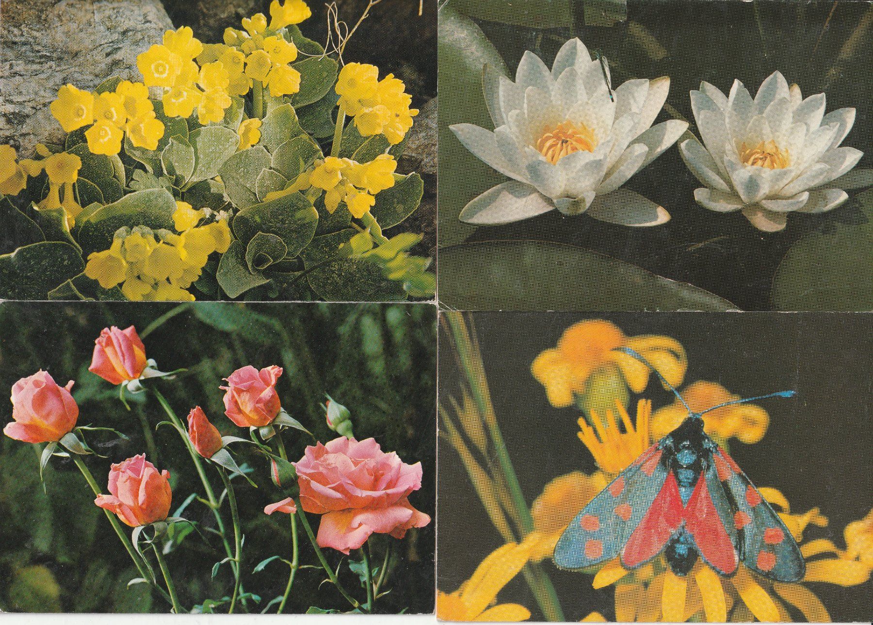 Ansichtskarten: 40 Schöne Blumenkarten – Gebraucht aus Lumbrein von made02 1
