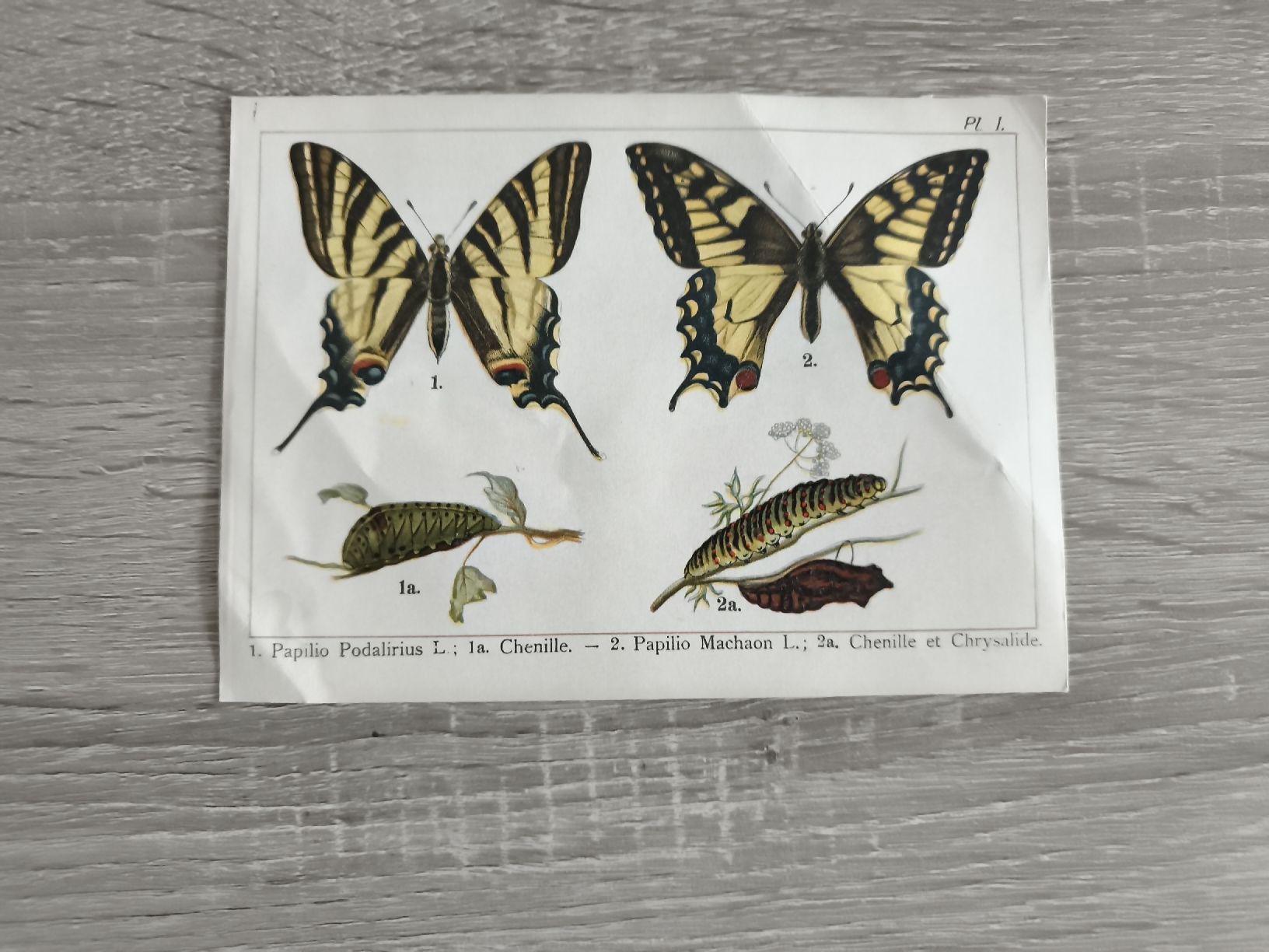 Welt der Tiere: Ensemble de 3 planches d'insectes papillons – Gebraucht aus Prilly von jor_x27s 2