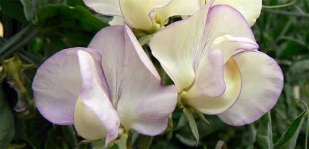 Piante & sementi: 15 Samen Duftwicke HIGH SCENT – Usato da Ehrendingen venduto da VerveinaSamen 3
