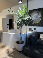 Ficus benghalensis (Banyanbaum) - Gummibaum