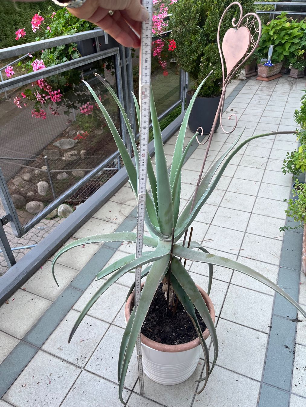 Piante & sementi: Kaktus Höhe 110 cm – Usato da Zürich venduto da anschneeberger 2