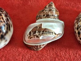 Sommer Deko: 3er Set seltene Tiger Kauri Muscheln, Top!