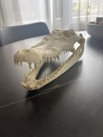 Krokodilschädel echtes Präparat guter Zustand