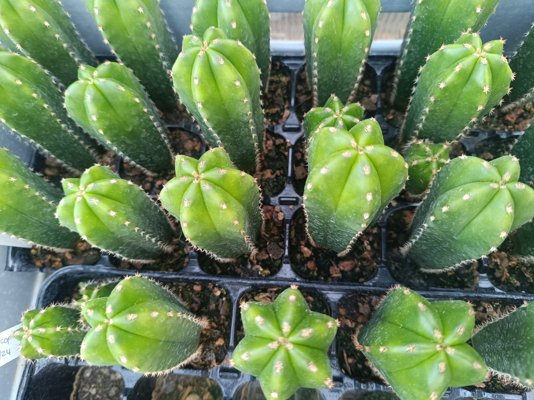 Piante & sementi: Trichocereus scopulicola SAN PEDRO – Nuovo (secondo la descrizione) da Pâquier-Montbarry venduto da chr_7dmj 3