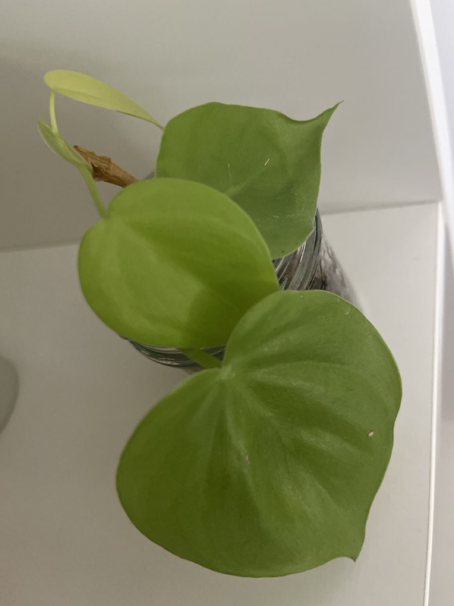 Pflanzen & Samen: Philodendron micans lime – Gebraucht aus geroldswil von Mimisa 1