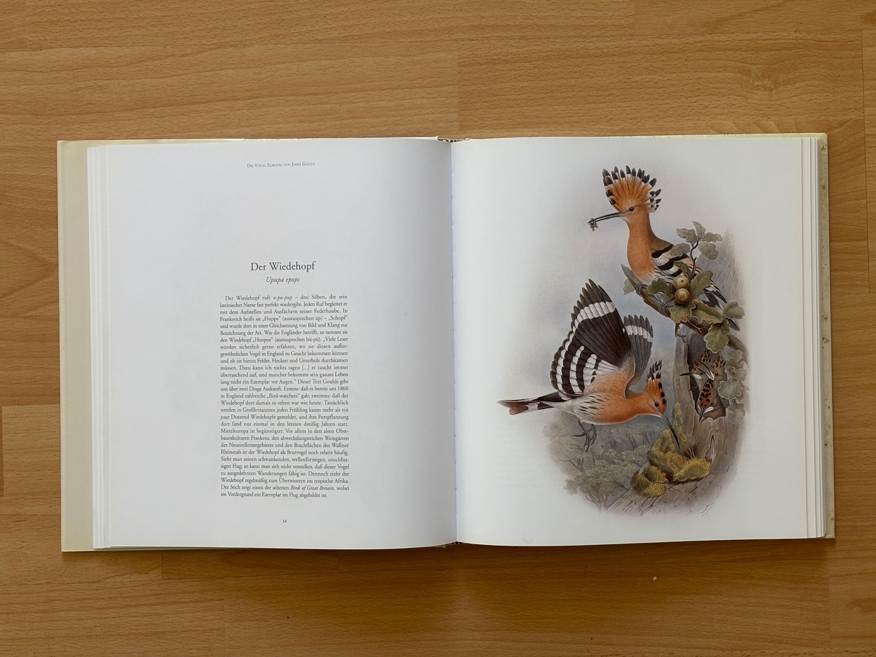 Libri: Die Vögel Europas von John Gould – Usato da Zürich venduto da Masaiti 9