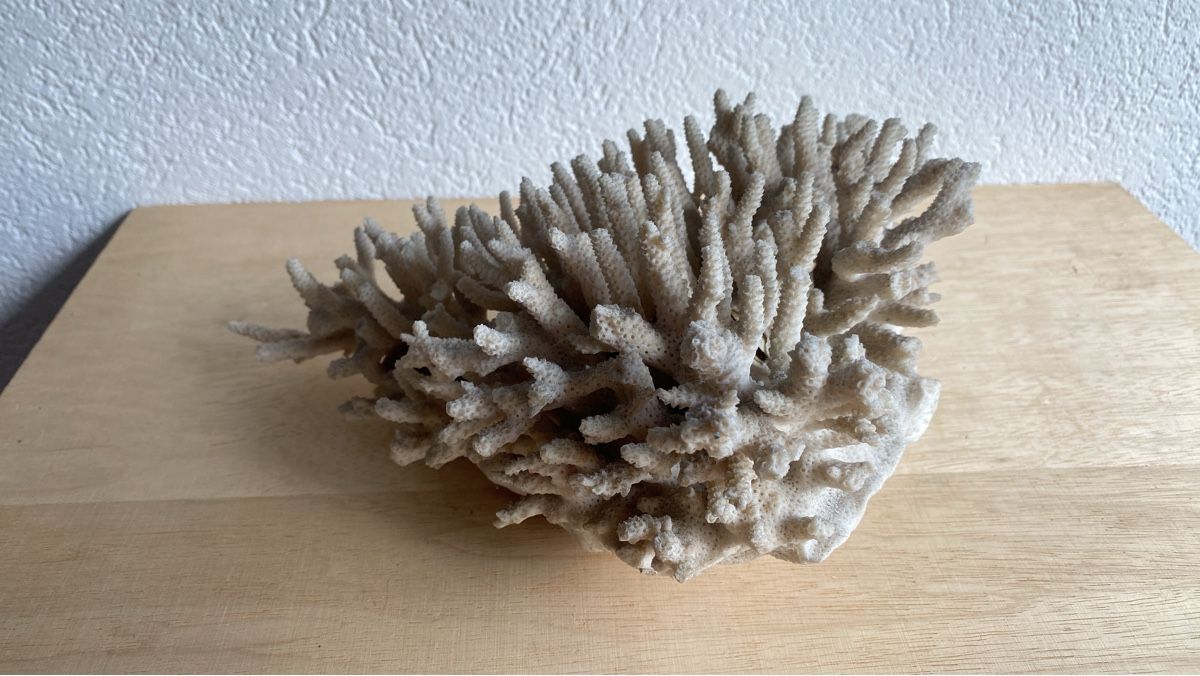 Tutte le decorazioni: Alte schöne grosse Koralle – Usato da Burgdorf venduto da gre_2ftz