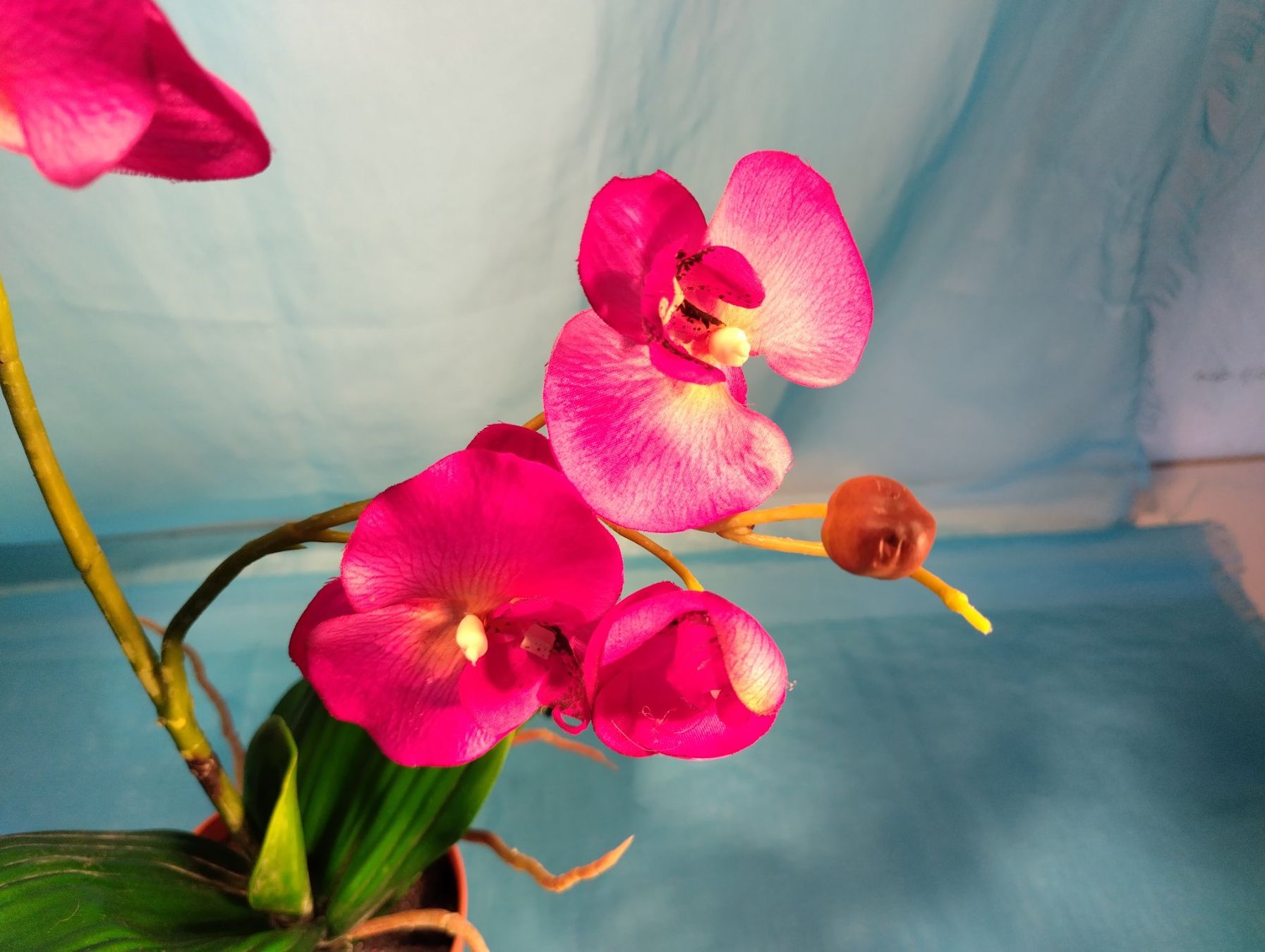 Piante & sementi: Phalaenopsis im Topf, pink, H: 58cm – Usato da Bellach venduto da JingleCherry 1