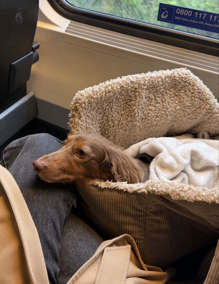 Sacs: Dog bag  – D'occasion à Erlenbach ZH par Kevlau 8