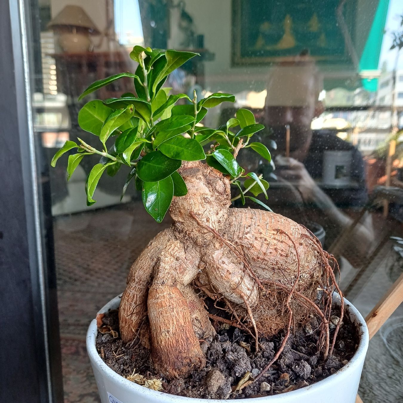 Piante & sementi: bonsai Gingseng 2 – Nuovo (secondo la descrizione) da Paradiso venduto da botanica.bruta