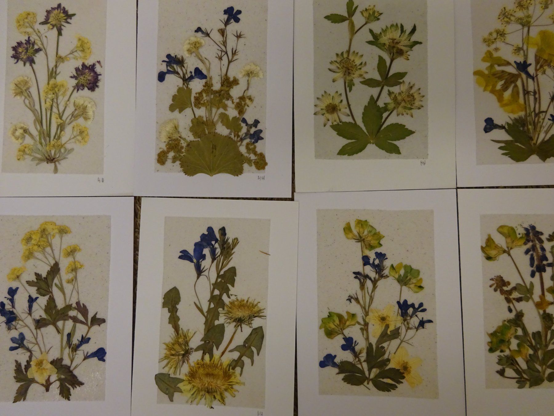 Bücher: Herbarium Botanik Alpenflora / 20 Grusskarten – Gebraucht aus Esslingen von eintagammeer 3