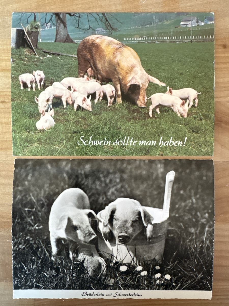 Cartoline postali: AK mit Foto von Schweine – Usato da Rümlang venduto da Kartenpost1