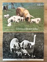 AK mit Foto von Schweine
