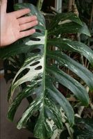 💎Extreme Seltenheit - ECHTE LARGE FORM Monstera Variegata