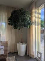 Birkenfeige (ca. 2 m) – Luwasa-Hydrokultur mit weissem Topf