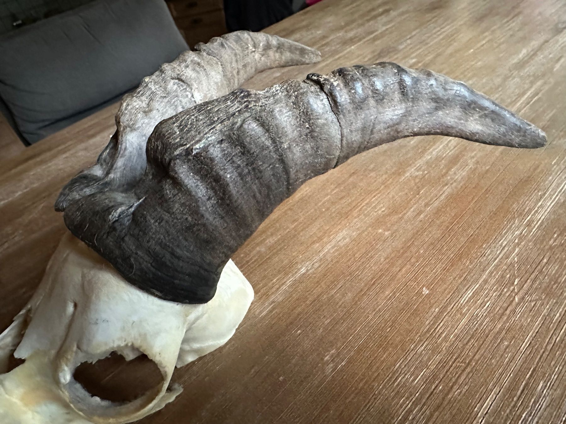 Altre raccolte & rarità: Steinbock – Usato da Herbriggen venduto da Faju 3