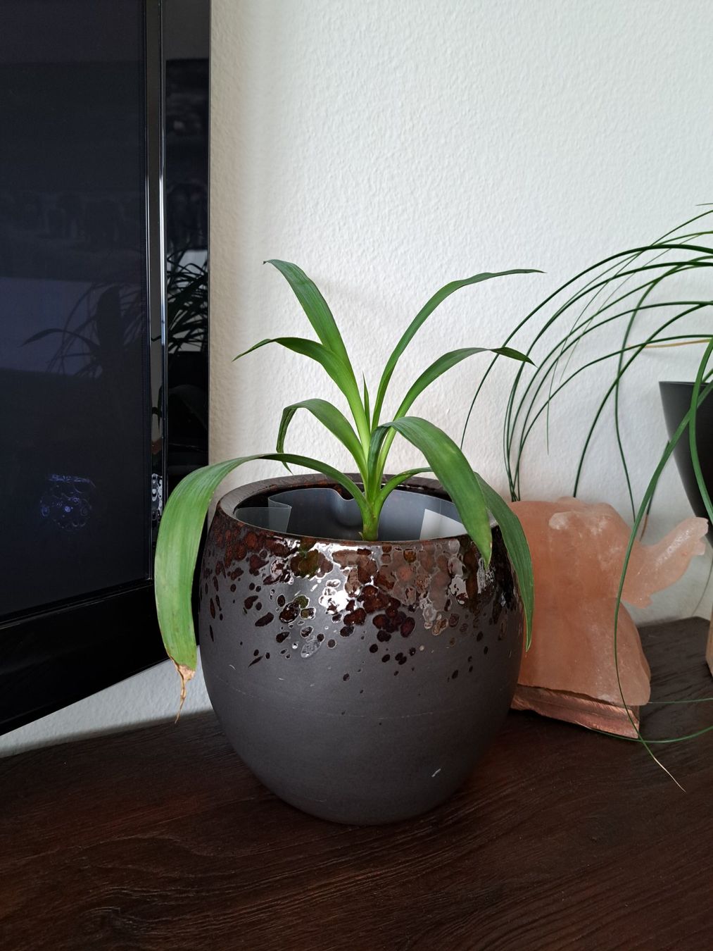 Pflanzen & Samen: Yucca Palme Zimmerpflanze – Gebraucht aus Männedorf von ste_9lfs