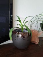 Yucca Palme Zimmerpflanze