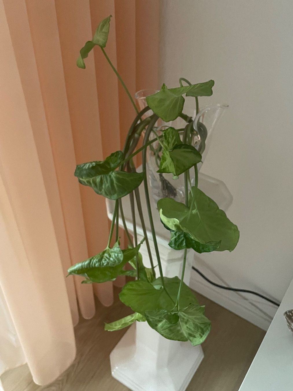 Syngonium Ableger Pflanze Zimmerpflanze, Kletterpflanze (Gebraucht) in  Winkel fr CHF 5  mit Lieferung auf Ricardo kaufen