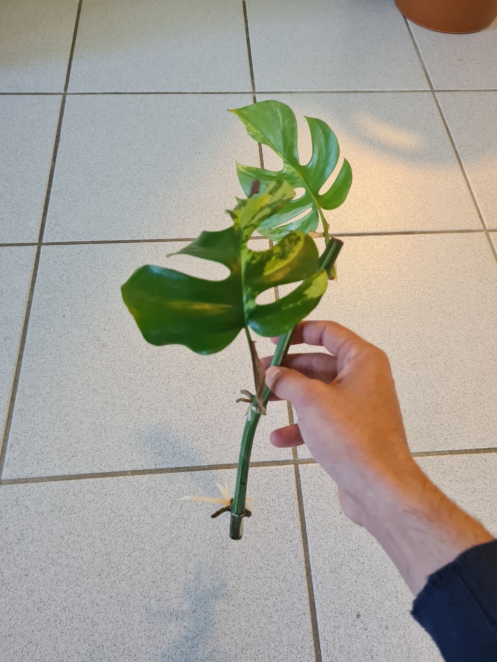 Pflanzen & Samen: Monstera Minima Variegata – Gebraucht aus Endingen von ale_jjv2