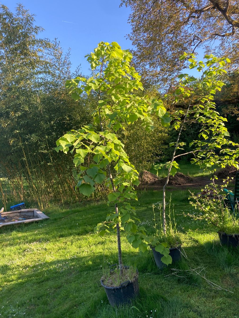 Pflanzen & Samen: Sommerlinde. Lindenbaum – Gebraucht aus Walde AG von remo_globi
